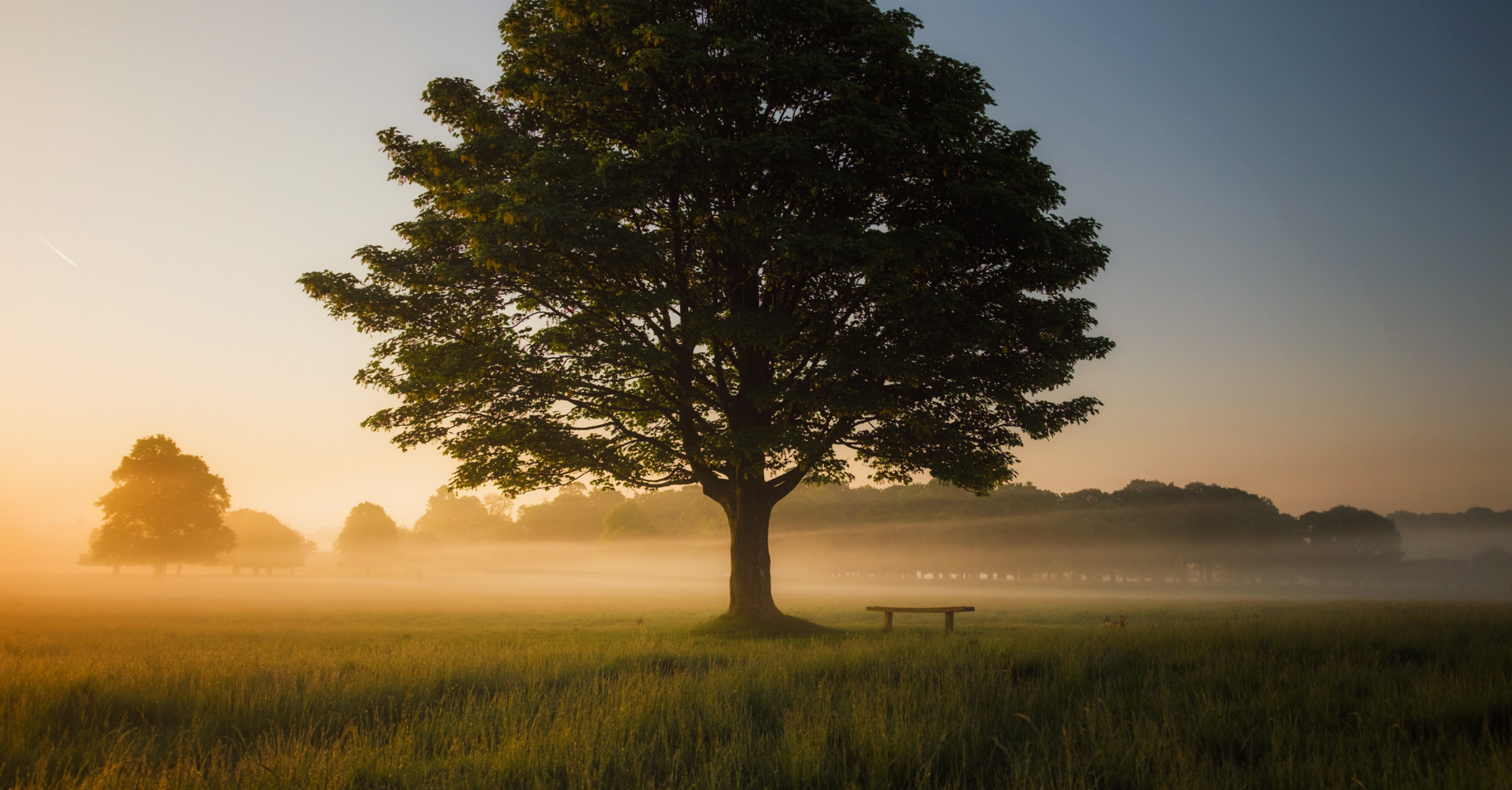 oak tree in mist richmond park united kingdom